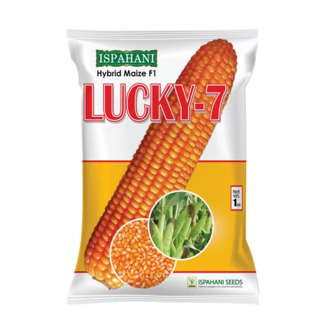 F1 Hybrid Maize Lucky 7 - উচ্চফলনশীল হাইব্রিড ভুট্টা বীজ লাকি ৭