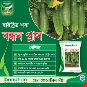 F1 Cucumber - Bondhon Plus (বন্ধন প্লাস)