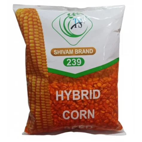 F1 Hybrid Maize Seeds - Shivam (উচ্চফলনশীল হাইব্রিড ভুট্টা বীজ সিভাম)