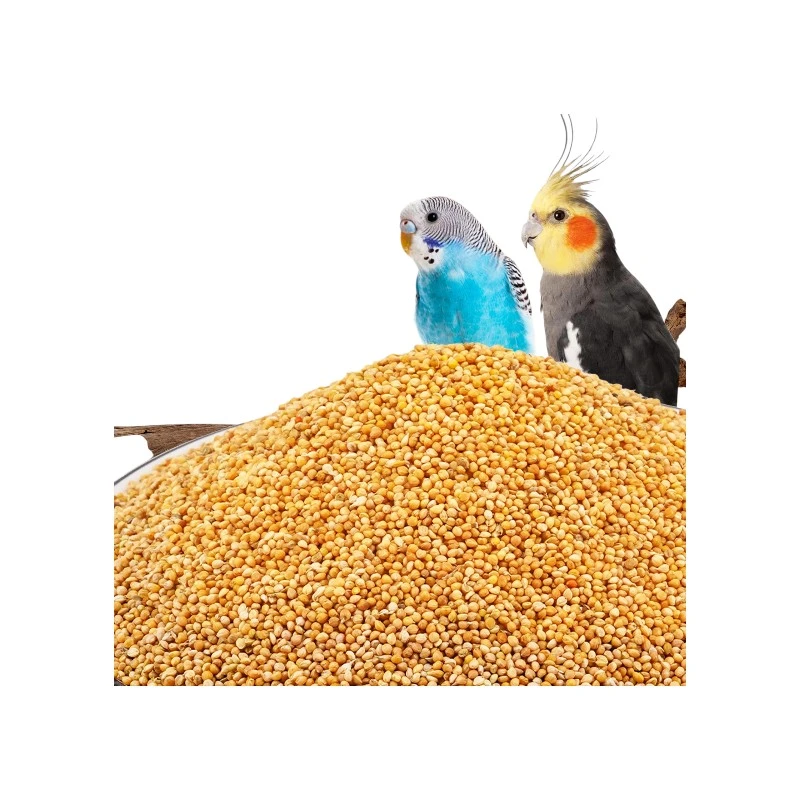 Yellow Millet For Bird Food | পাখির পুষ্টিকর খাদ্য
