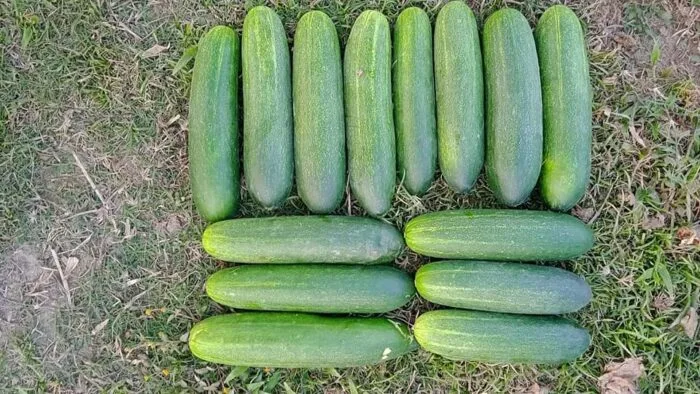F1 Cucumber -  Astha (আস্থা)