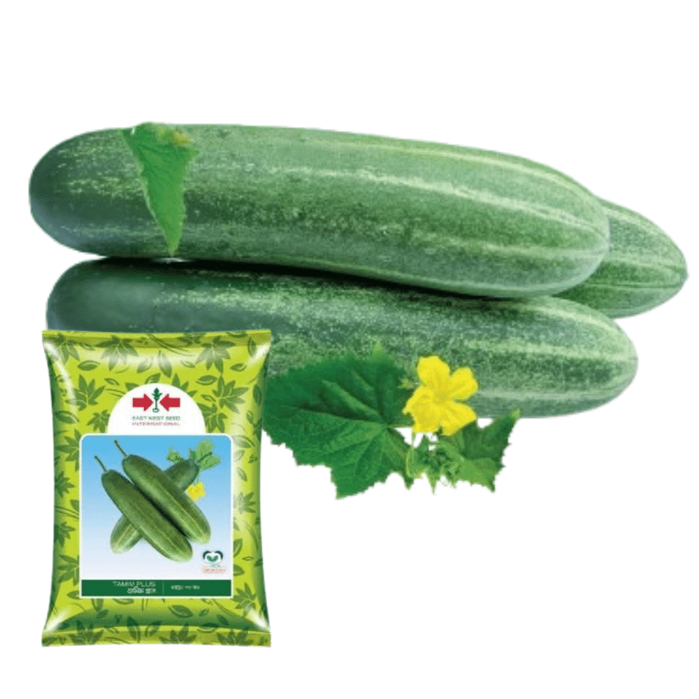 F1 Hybrid Cucumber Tamim Plus Seeds (তামিম প্লাস শসার বীজ) | High Yield Cucumber Seeds BD – AgroVally