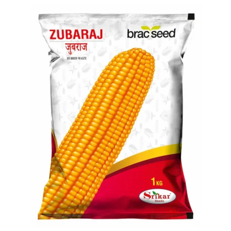 F1 Hybrid Maize Zubaraj - উচ্চফলনশীল হাইব্রিড ভুট্টা যুবরাজ (অধিক ফলন ও লাভজনক)