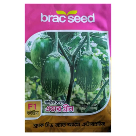 Ever Green F1 Hybrid Brinjal Seeds - এভার গ্রীন হাইব্রিড বেগুন বীজ (High Yielding & Glossy Green)