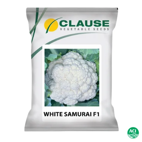 White Samurai F1 Hybrid Cauliflower Seeds - হোয়াইট সামুরাই হাইব্রিড ফুলকপি বীজ (Super White & High Yield)