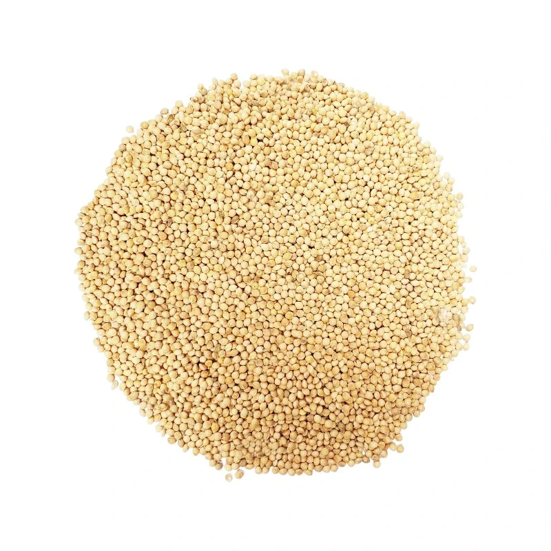 White Millet (Amerian) For Bird Food | পাখির পুষ্টিকর খাদ্য