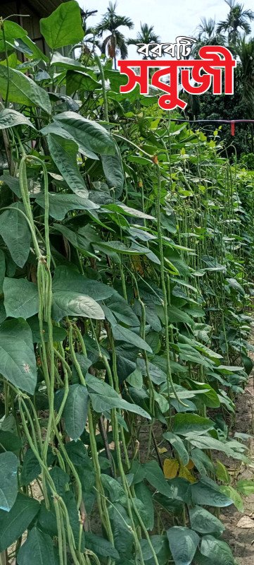 Sobuji Yard Long Bean Seeds - সবুজী উন্নত জাতের বরবটি বীজ (Deep Green & High Yield)