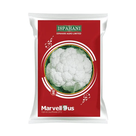 Marvellous F1 Hybrid Cauliflower Seeds - মারভেলাস হাইব্রিড ফুলকপি বীজ (Pure White & High Yield)