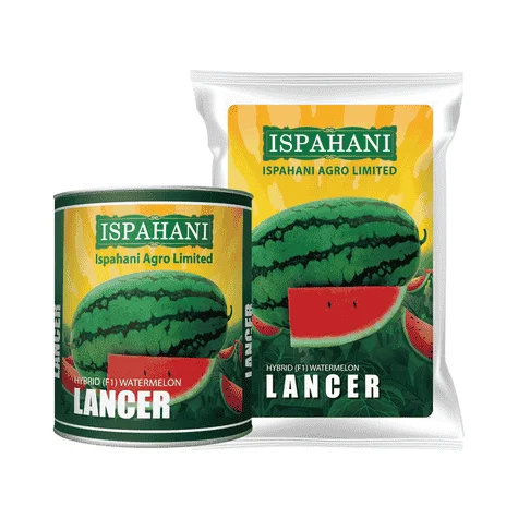 F1 Hybrid Watermelon Lancer Seeds - অধিক মিষ্টি ও উচ্চফলনশীল হাইব্রিড তরমুজ লাঞ্চার