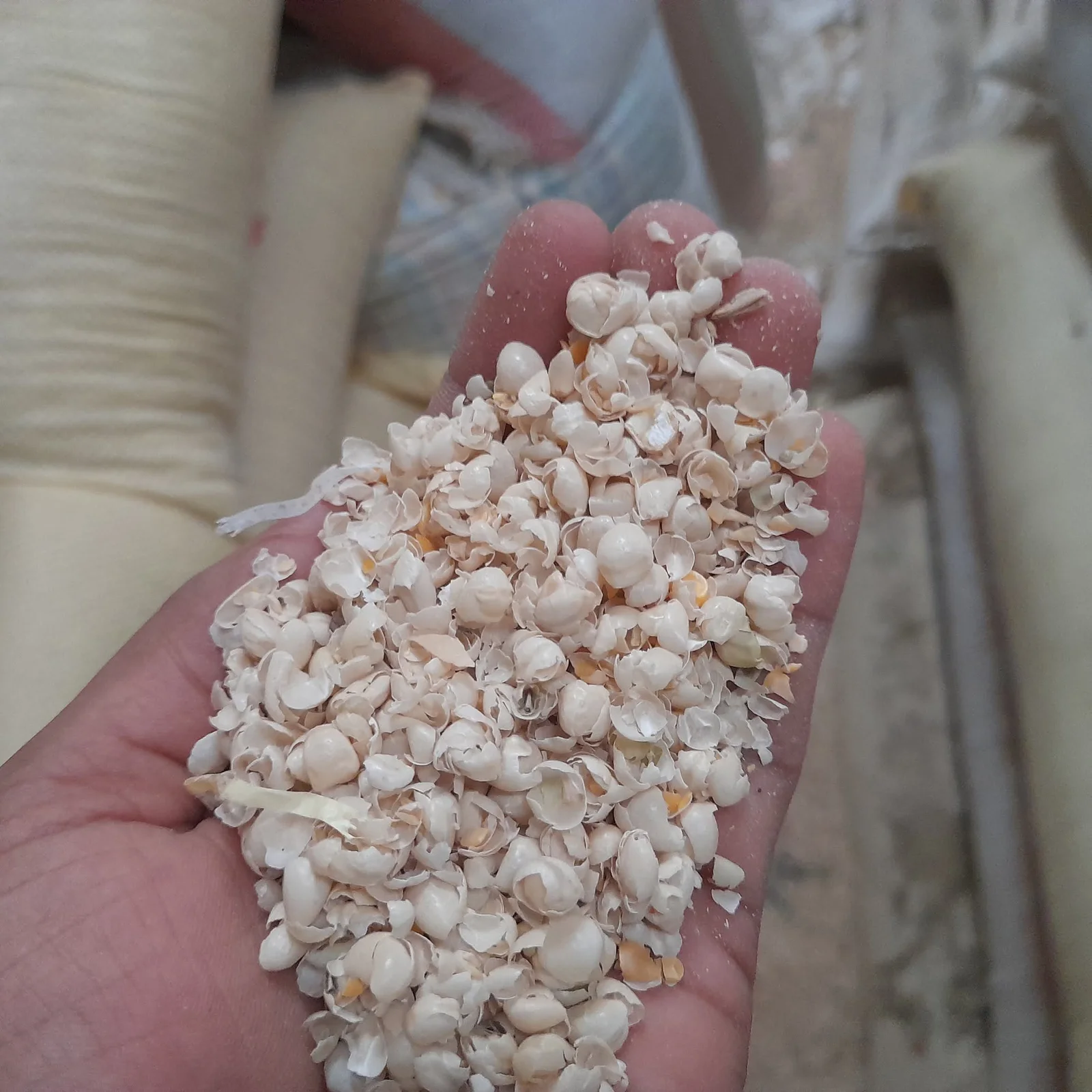 Premium Quality Dubry/Anchor Husk - গবাদি পশুর জন্য পুষ্টিকর ডাবরি বা এংকরের ভুষি