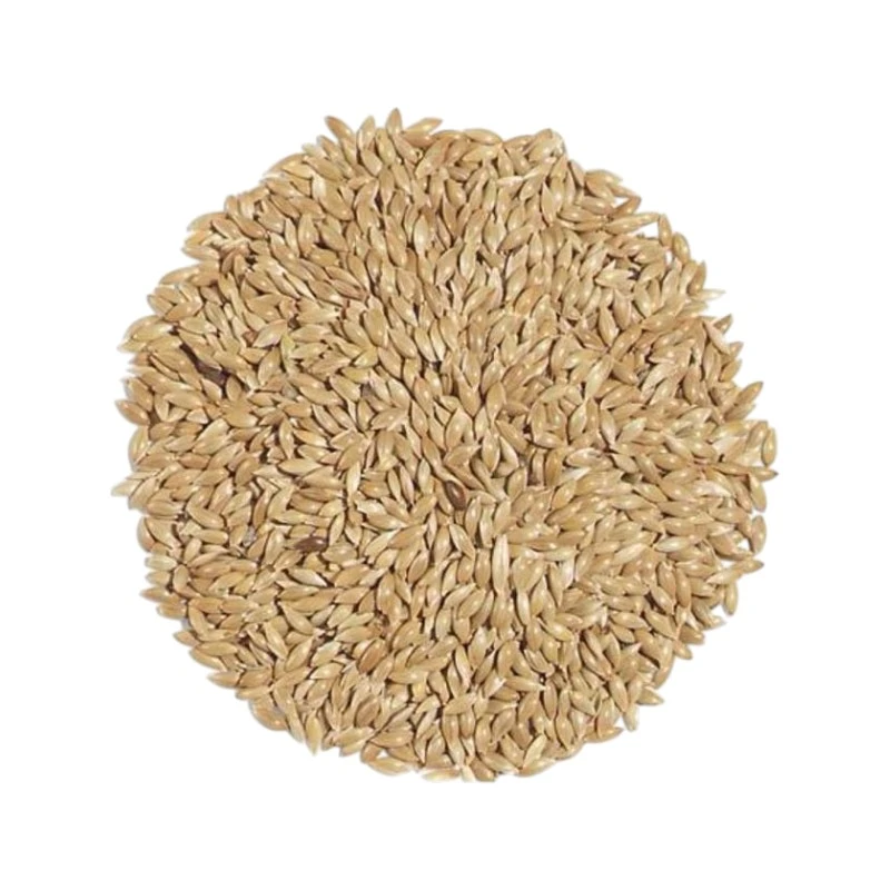 Canary Seed For Bird Food | পাখির পুষ্টিকর খাদ্য
