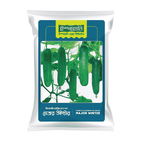 F1 Hybrid Cucumber Seed Major Winter (মেজর উইন্টার শসা বীজ) | High Yield Winter Cucumber Seeds BD