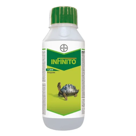 INFINITO (ইনফিনিটো)